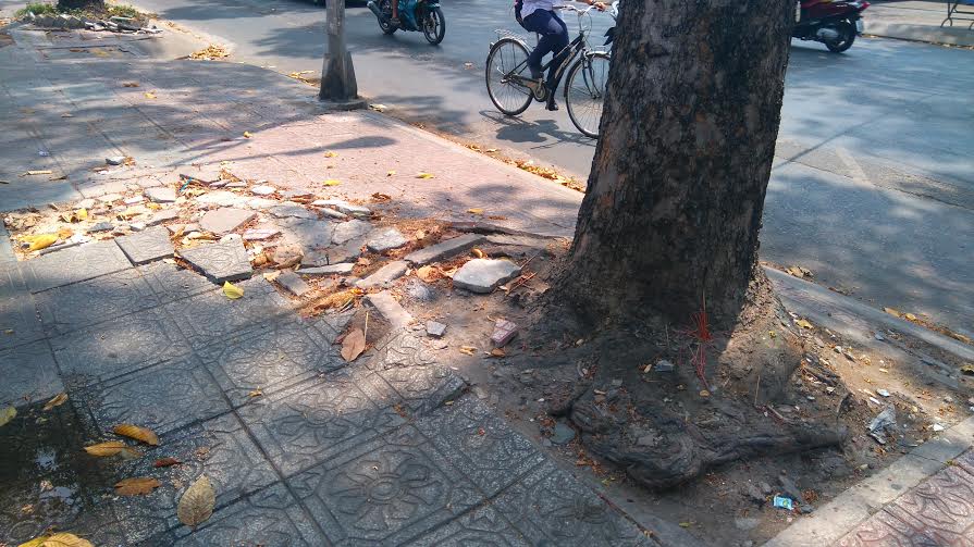 Nguy[-]cơ[-]cây[-]“trốc[-]rễ”[-]ở[-]TP[-]Hồ[-]Chí[-]Minh